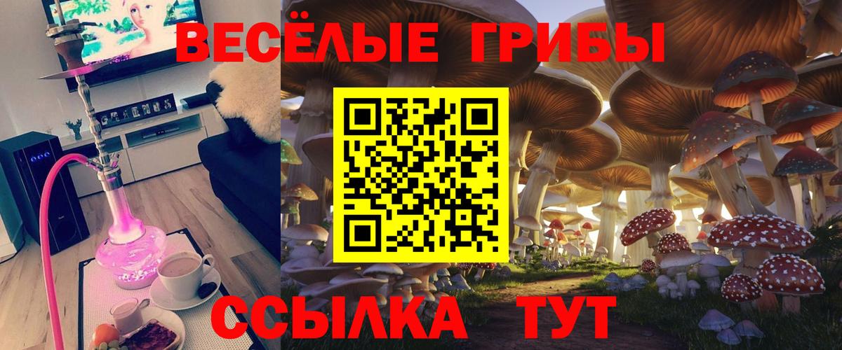 Галлюциногенные грибы Psilocybe Кизляр